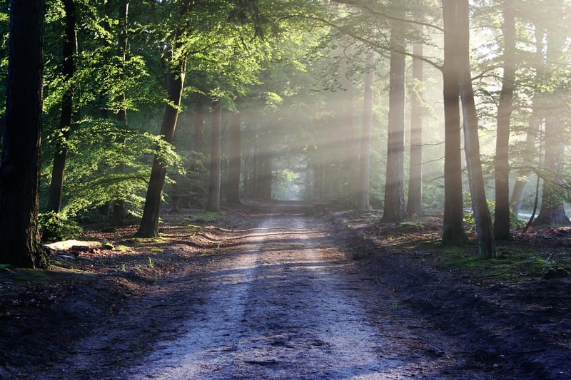 Enchanted Pathways