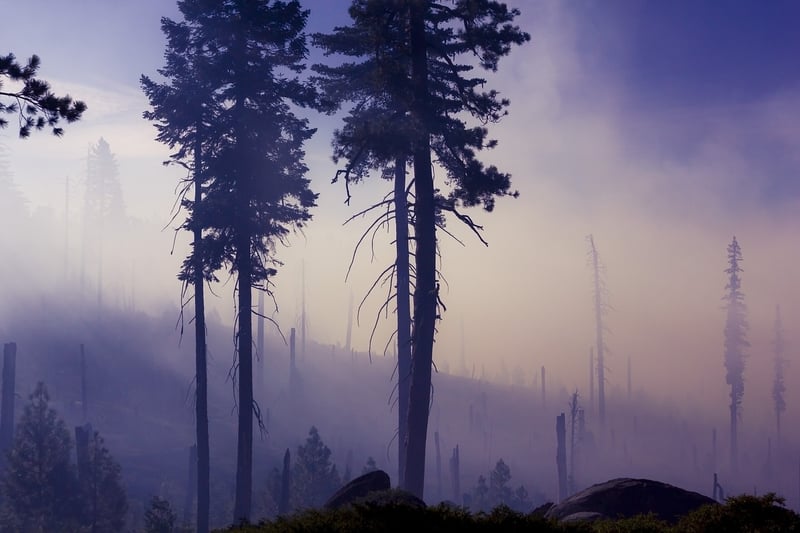 Whispers of Magic